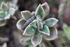 attached-photo