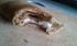 attached-photo