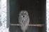 attached-photo