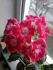 attached-photo