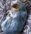 attached-photo