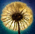 attached-photo