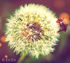 attached-photo