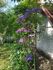 attached-photo