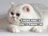 attached-photo