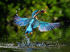 attached-photo