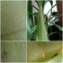 attached-photo