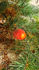 attached-photo