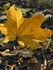 attached-photo