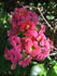 attached-photo