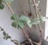 attached-photo
