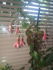 attached-photo