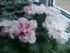 attached-photo