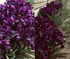 attached-photo