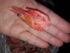 attached-photo