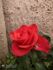 attached-photo