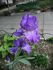 attached-photo