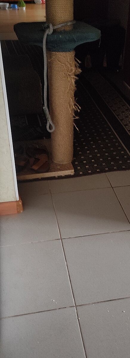 Покажите свои ковры, с которых робот пылесос счищает собачью шерсть ...